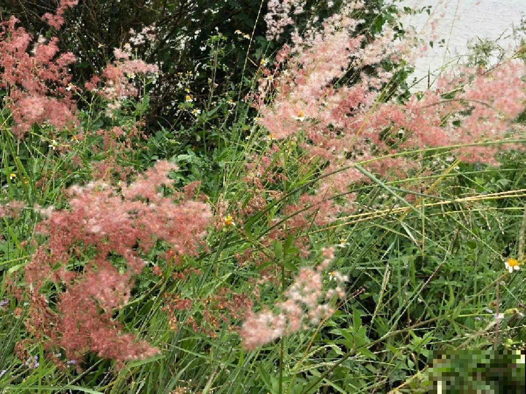 38种入侵植物,全村出来挖,挖完又长一大片 38种入侵植物,全村出来挖,挖完又长一大片