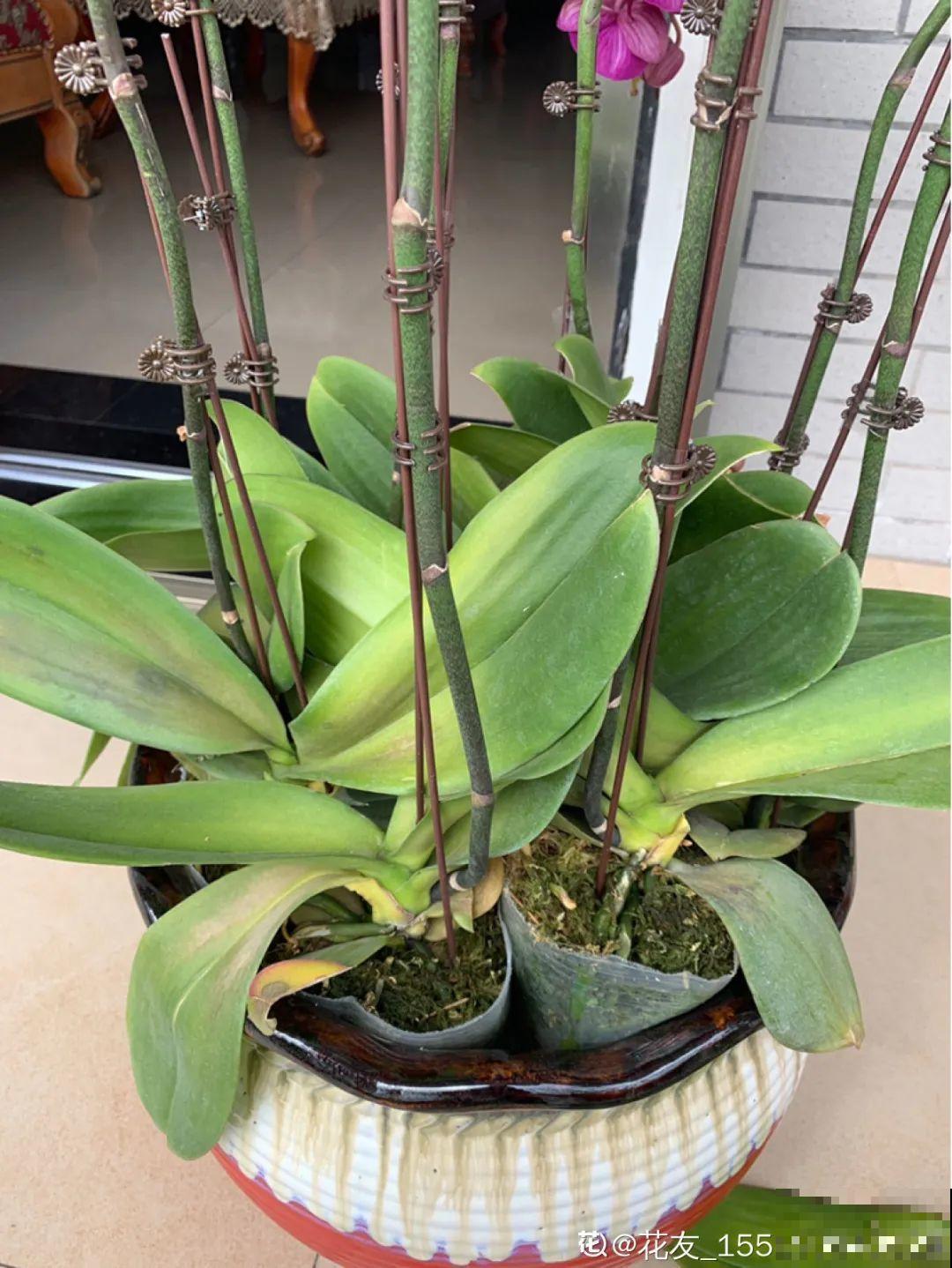 今年最火网红花，一次能开4个月，枝条挂满花蝴蝶！