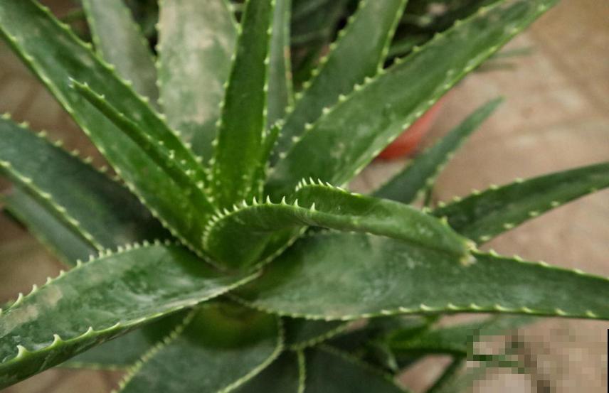 超可怜的芦荟，不浇水也不施肥，能活下来算奇迹！