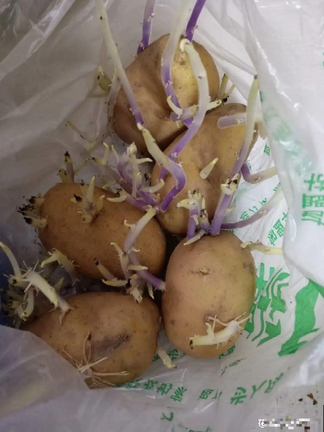 玉米地瓜，放久了自动变成盆栽，太好活了吧？