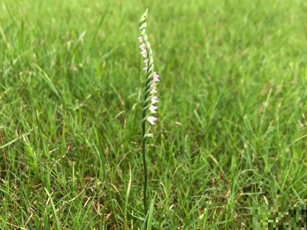 山上的雪莲,说摘就摘? 山上的雪莲,说摘就摘?
