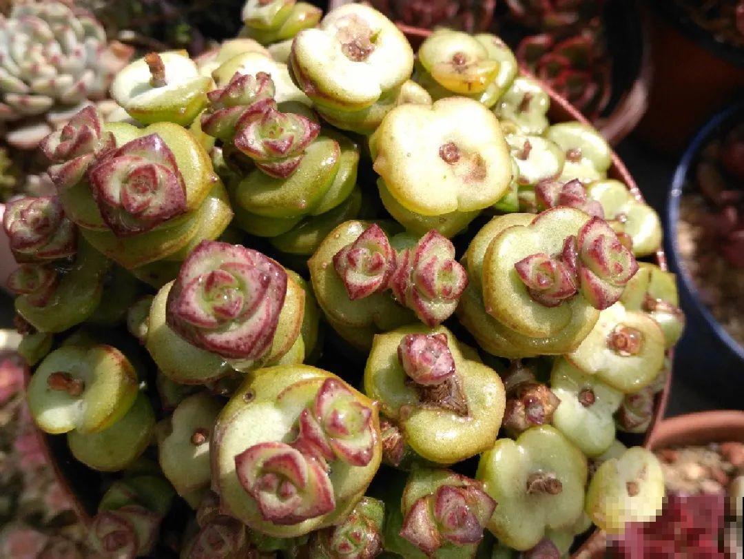 扦插这些花,只需摘几片叶子,生根太容易! 扦插这些花,只需摘几片叶子,生根太容易!