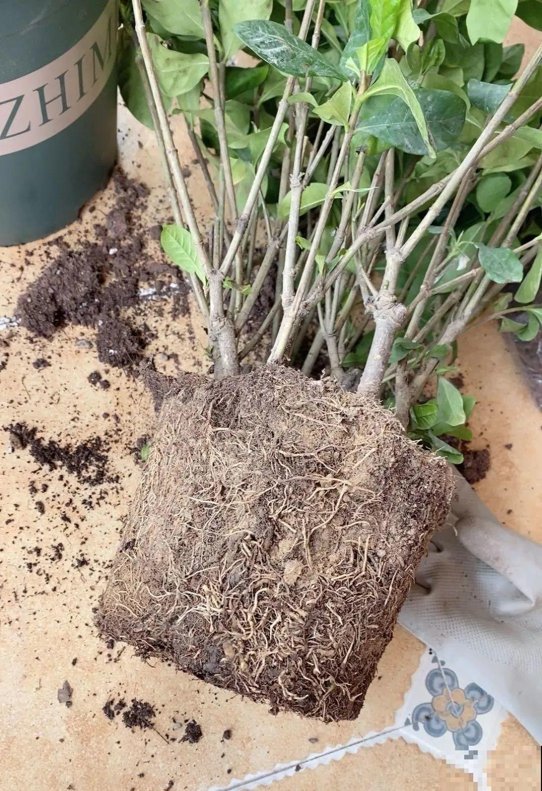 秋凉容易生虫子，月季招来害虫，必须赶紧换盆