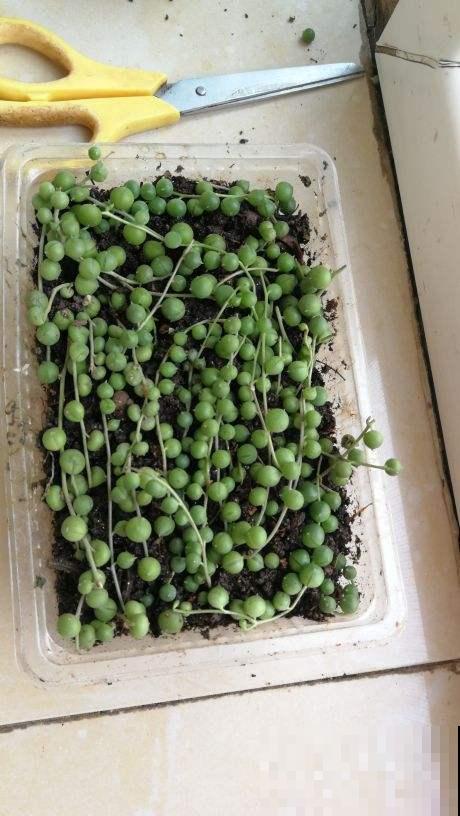 养盆珍珠吊兰,一段枝条平放土上,很快长出嫩根 养盆珍珠吊兰,一段枝条平放土上,很快长出嫩根