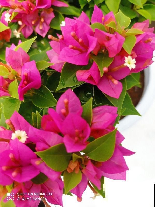 家里南阳台，就得种点阳性花，太阳越大开花越多