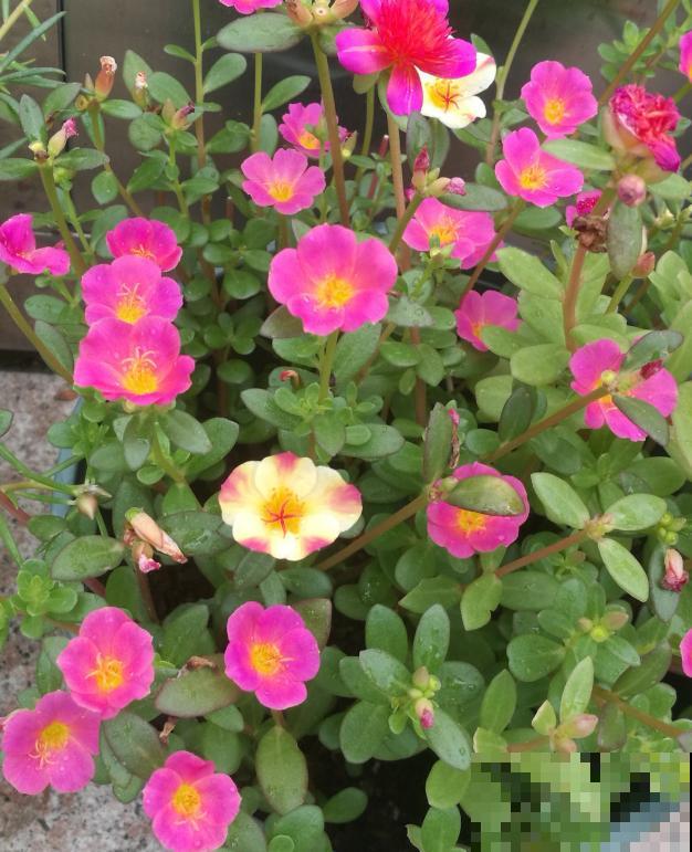 养这3种花,千万别买种子,十有八九是假的! 养这3种花,千万别买种子,十有八九是假的!