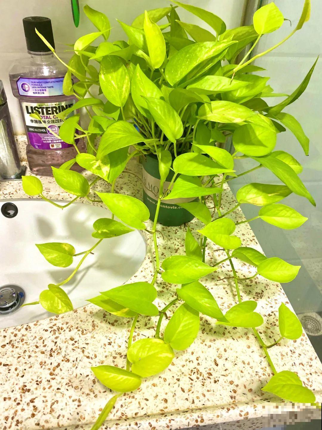 秋天养10种花，个个美得像油画，特别上档次！