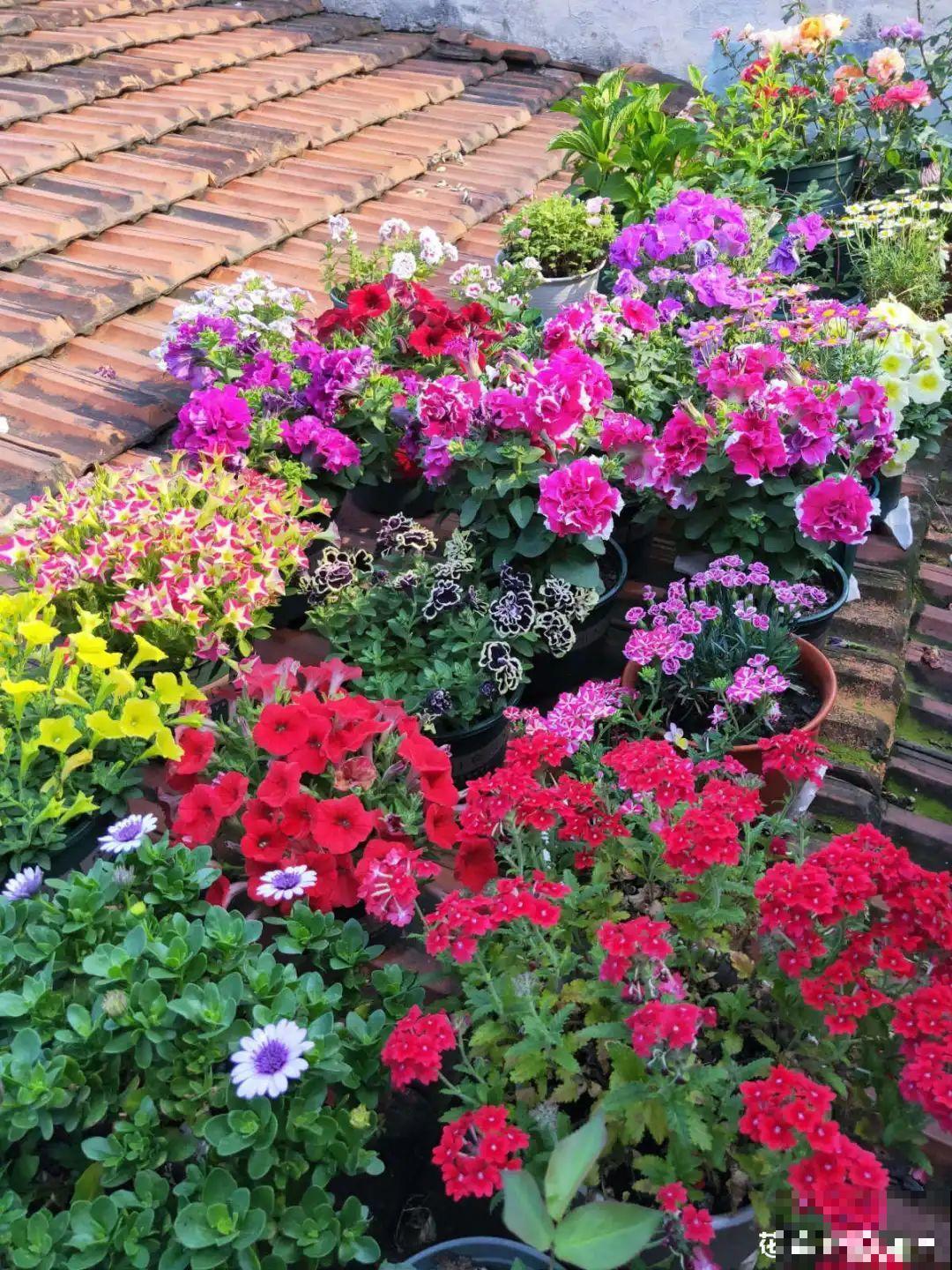 她在屋檐上养花，每天爬上爬下，乐在其中！