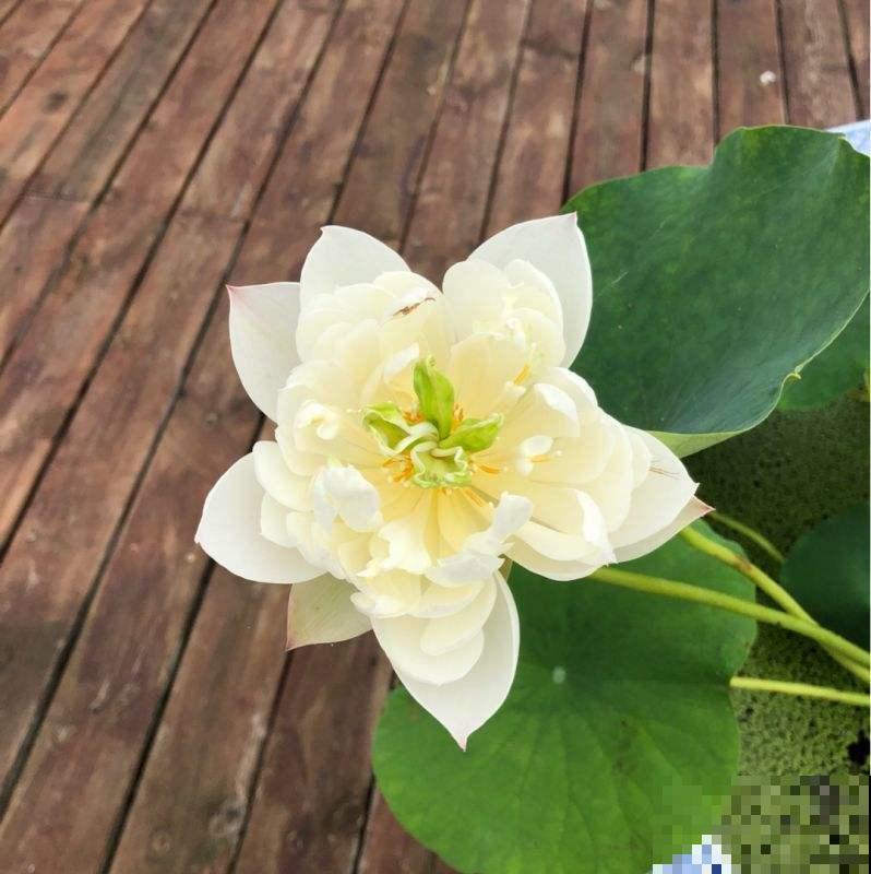 不怕淋雨的5种花，不娇气，淋一次长一茬！