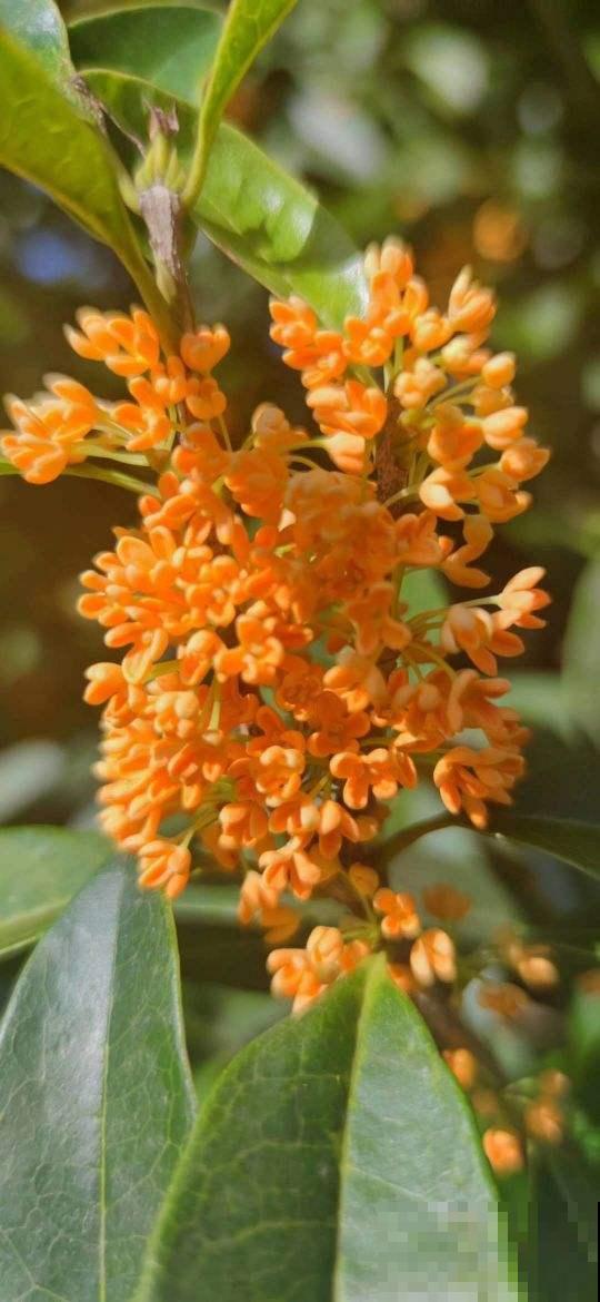 家里养桂花，初秋不要修剪，花芽都被剪没了