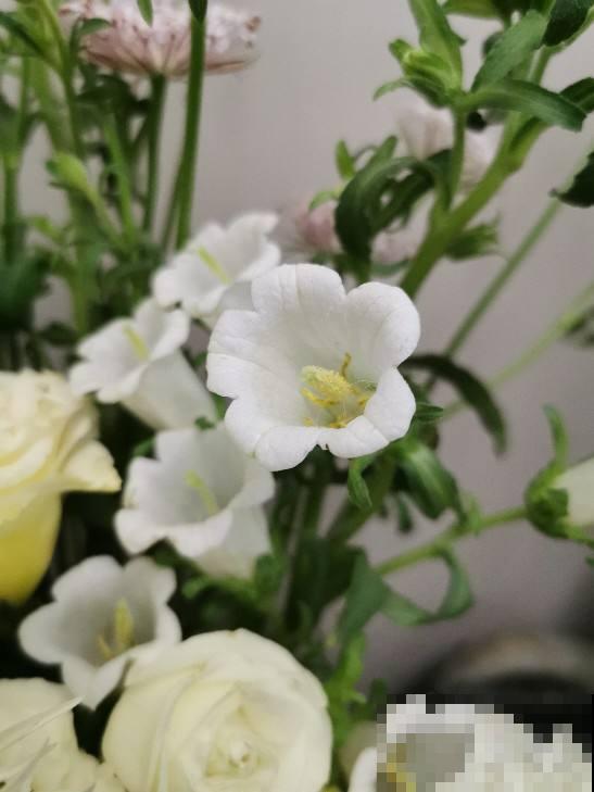 常见的8种花,竟然是国花,长见识了! 常见的8种花,竟然是国花,长见识了!