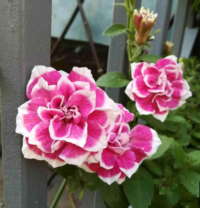 真相:花总烂根的罪魁祸首,就是这玩意! 真相:花总烂根的罪魁祸首,就是这玩意!