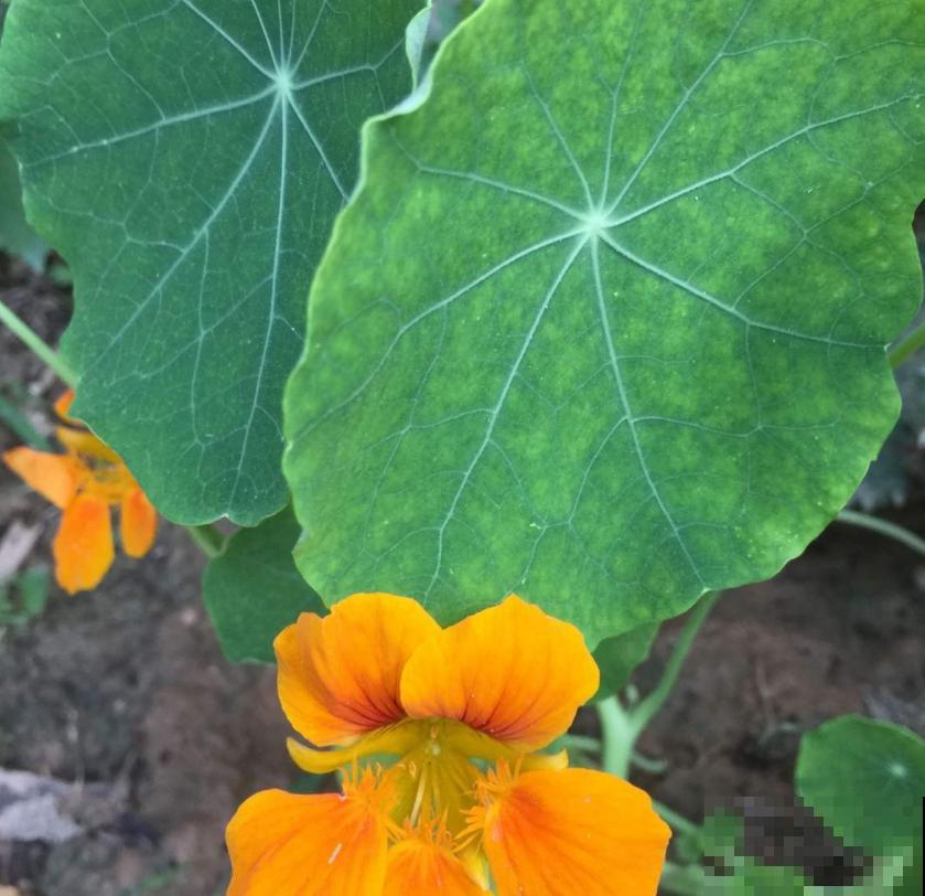 秋天快养旱金莲，花期特长，一年开三季！