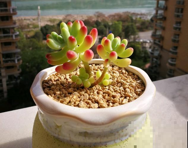 多肉叶插方法详解,一片叶子,就能让你变大户! 多肉叶插方法详解,一片叶子,就能让你变大户!