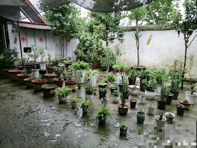 浇水时注意一个细节,花喝了长得超快,大白根又密又壮! 浇水时注意一个细节,花喝了长得超快,大白根又密又壮!