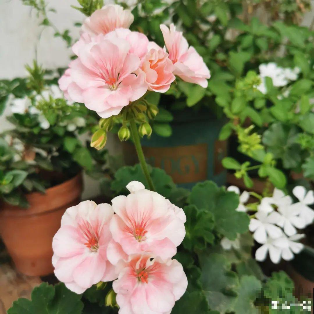 都说秋天不能剪，我却狠心剪秃头，对不对？