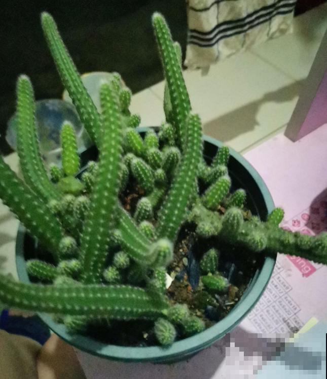 长得最快的多肉，满盆毛毛虫，开花比月季还艳！