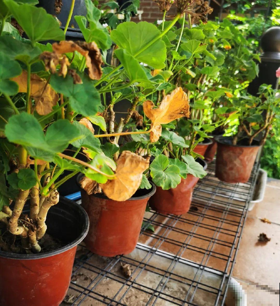 8种花,养小不养老,越老开花越少! 8种花,养小不养老,越老开花越少!