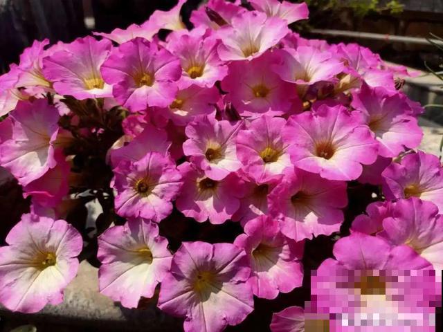 8种花要舍得掐,才能越长越旺盛 8种花要舍得掐,才能越长越旺盛