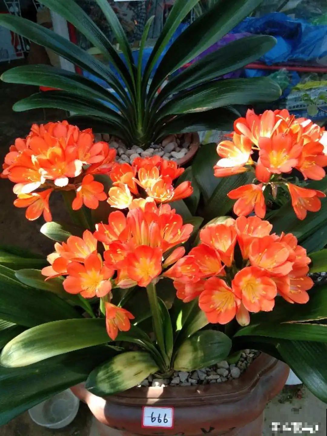 9月施肥季,这花赶紧贴秋膘,才能爆开花! 9月施肥季,这花赶紧贴秋膘,才能爆开花!