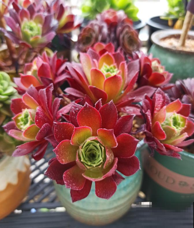 又到了法师最美的季节，个头大、颜色艳，比盆景都好看！