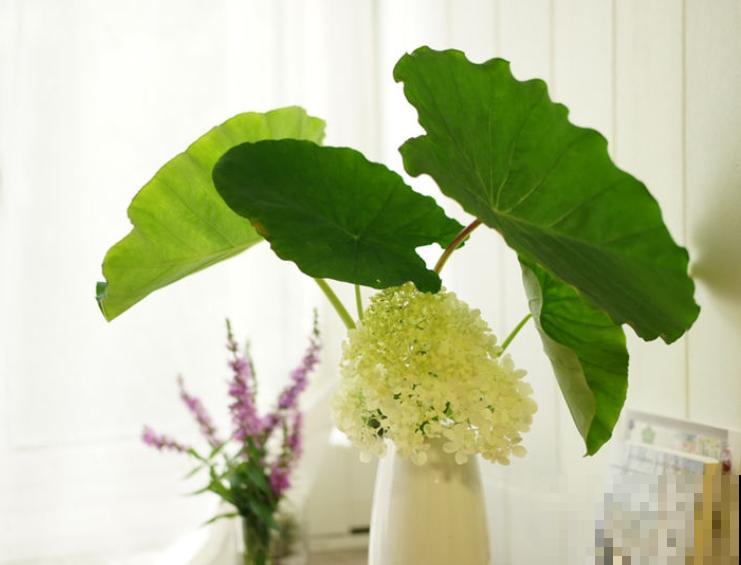 养花在精不在多,一盆精品,胜过10盆普通花! 养花在精不在多,一盆精品,胜过10盆普通花!