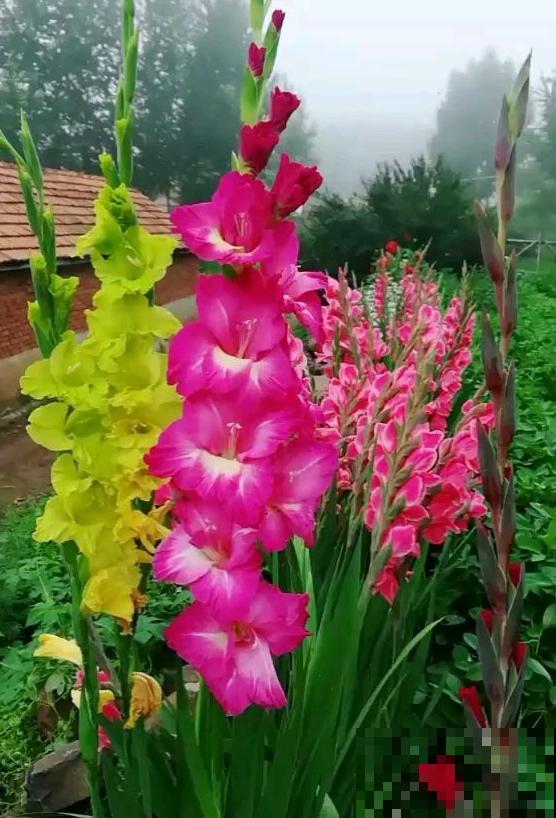 有些花名字叫兰，其实跟兰花没一毛钱关系，别搞错了！