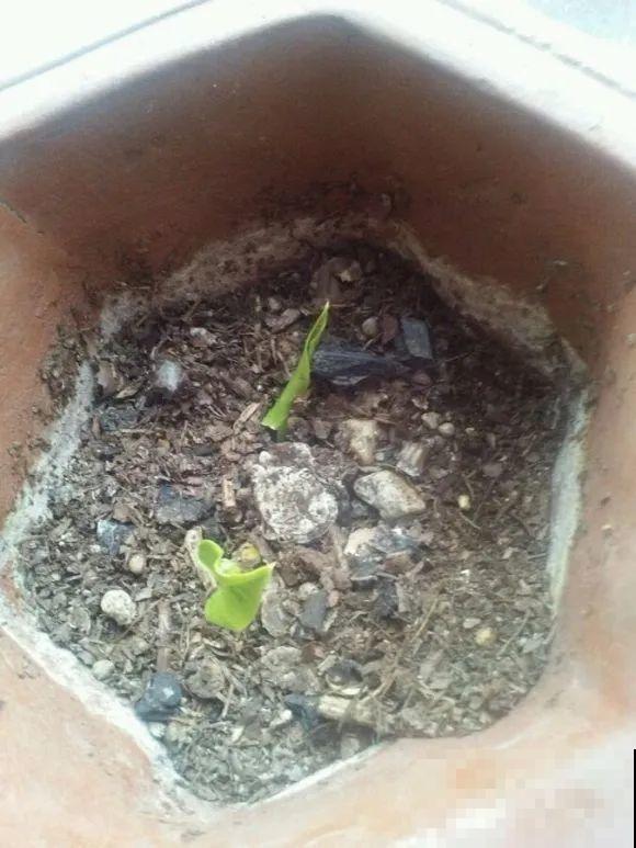 龟背竹长出长鞭子，连着茎一块砍下来，种土里就能活