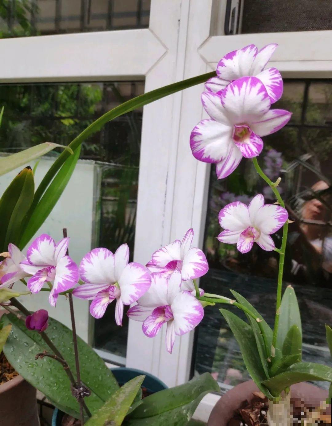 1种花名字美翻天，开花时间长，花量超大