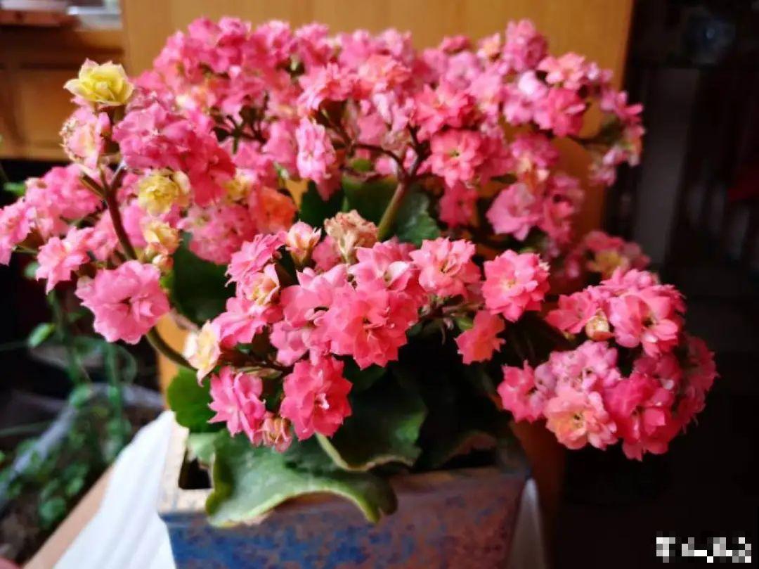 20种花秋天浇水避坑指南,现在就注意,来年长更好! 20种花秋天浇水避坑指南,现在就注意,来年长更好!