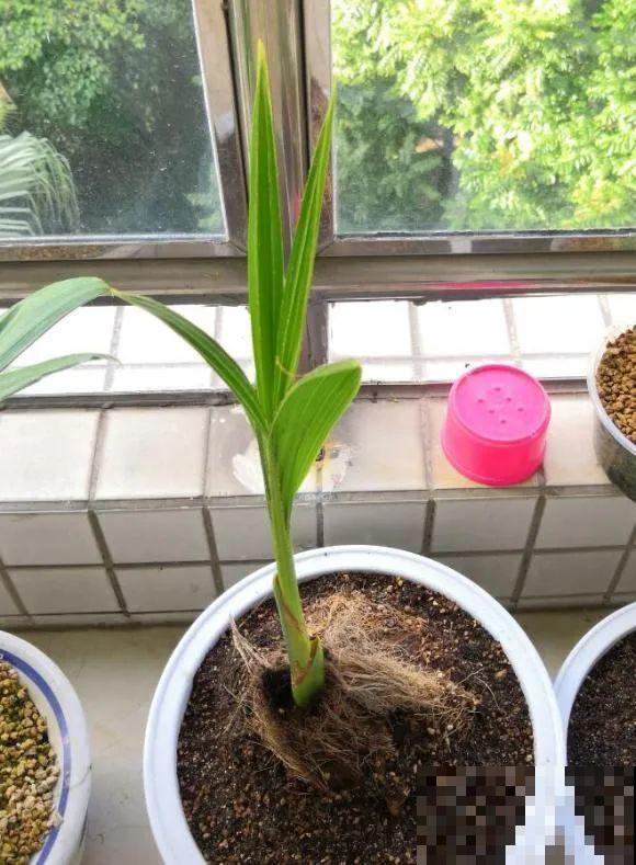 西红柿、玉米……埋土里，7天长成小森林，结出果子一大筐！