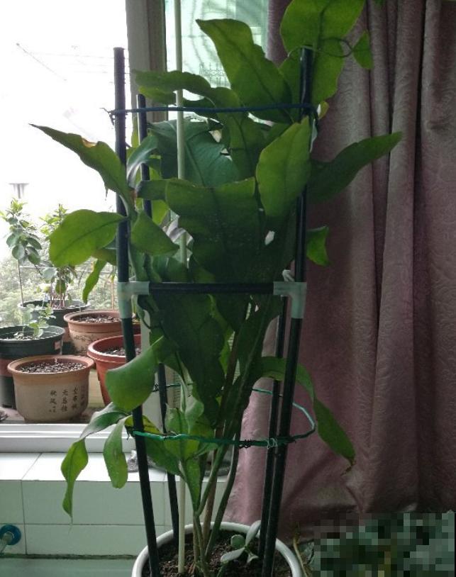 昙花也能白天开？关小黑屋就行，特别简单！