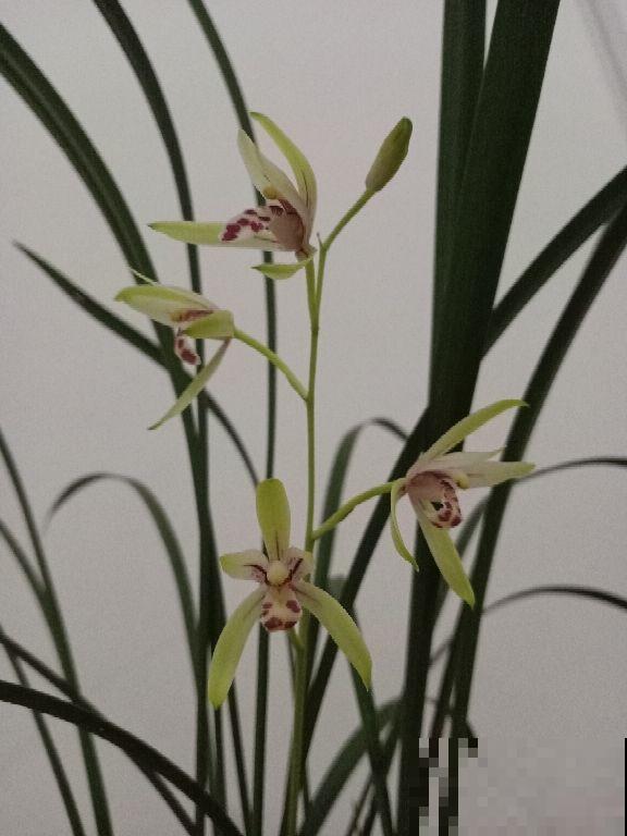 兰花没那么难养，别被吓住了，正常养护就行