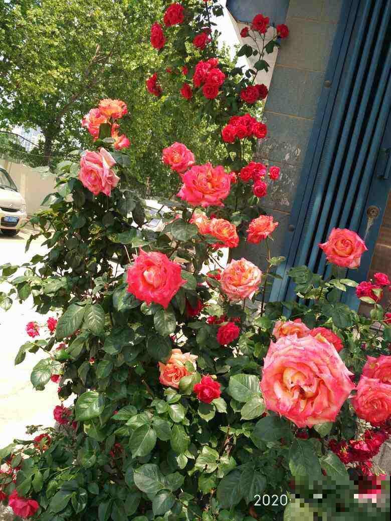 家里养茉莉，使劲晒多浇水，开花香飘十里