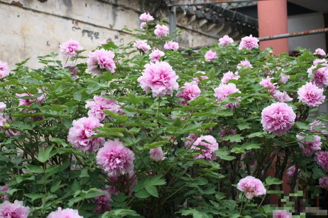 407岁古树，熊孩子玩火烧坏，只剩树皮还能活？