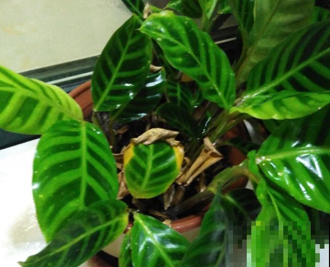 叶子发黄，就这4个原因，看完就明白了！