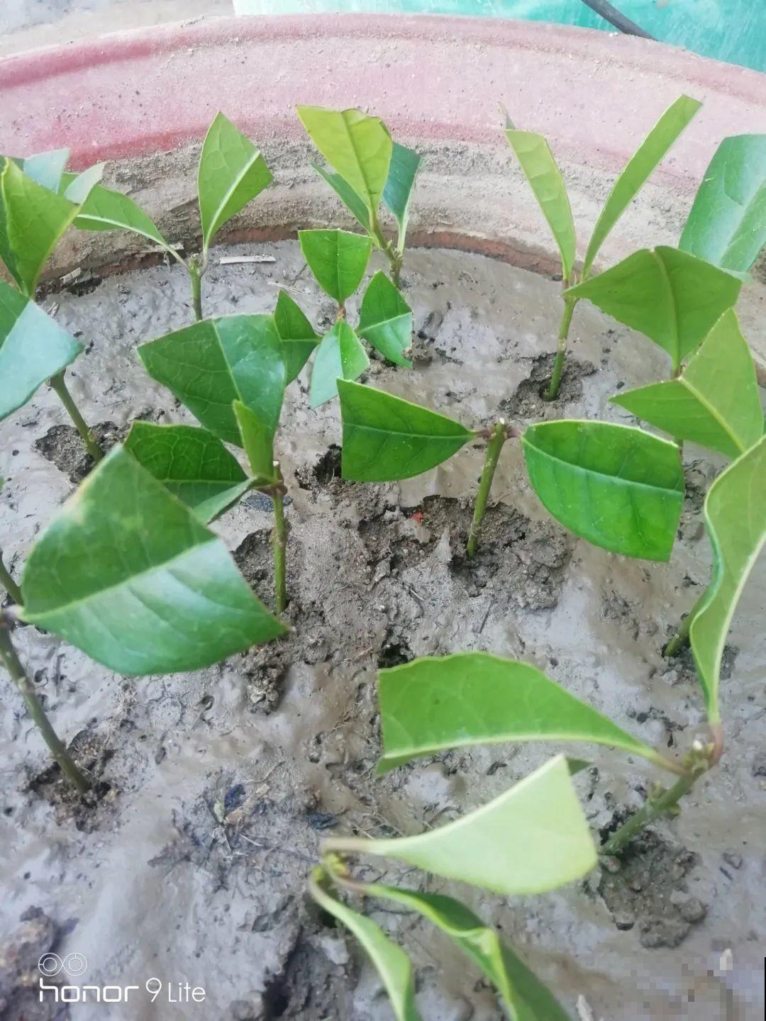 桂花秋天必须养，满树金黄，香飘四溢，不养吃亏了！