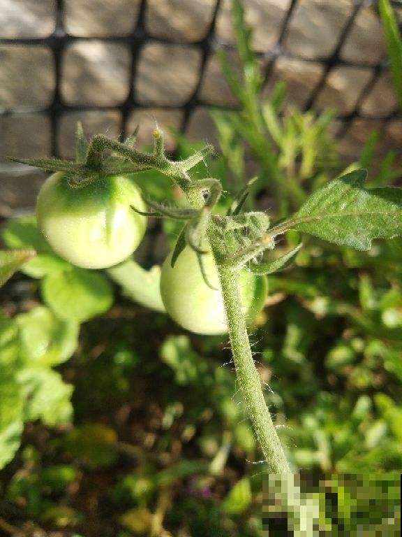 圣女果还用买？在家养一盆，吃都吃不完！