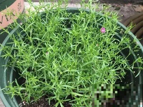 种花赚钱？要是有块地，真的发财了！