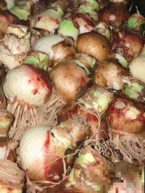 种朱顶红种球有讲究，6个错误常犯，看看你中了没！