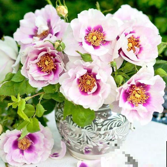 8款眼睛月季,花型独特,还有好闻的香味! 8款眼睛月季,花型独特,还有好闻的香味!