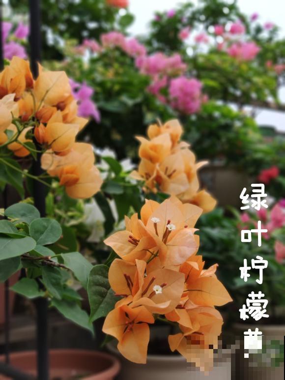 20平的小楼顶，养了100多盆三角梅，花团锦簇美不胜收！