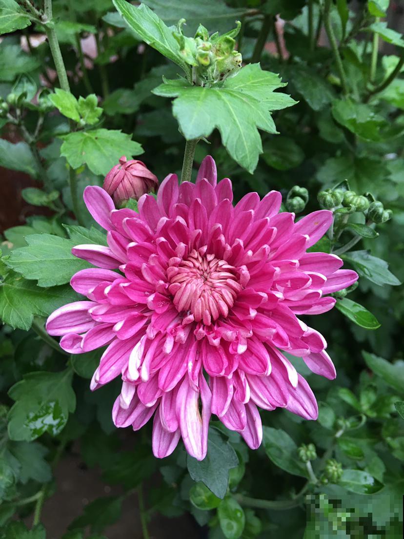 4种花，初秋千万别入手，养不活还浪费钱