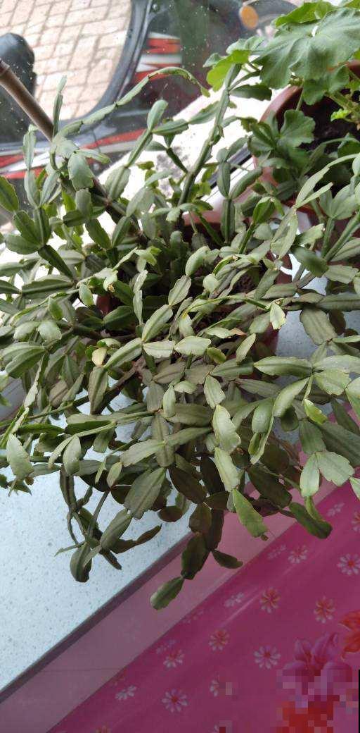 4种花，初秋千万别入手，养不活还浪费钱