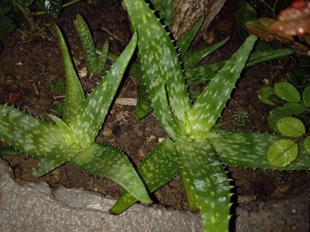 养了10年的芦荟,开出大红色花箭,寓意吉祥好运到 养了10年的芦荟,开出大红色花箭,寓意吉祥好运到