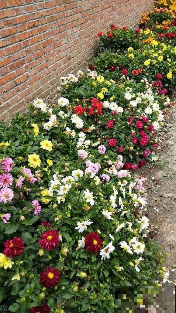 白色蜀葵竟被拦腰折断,说是因为颜色不吉利,真无语! 白色蜀葵竟被拦腰折断,说是因为颜色不吉利,真无语!