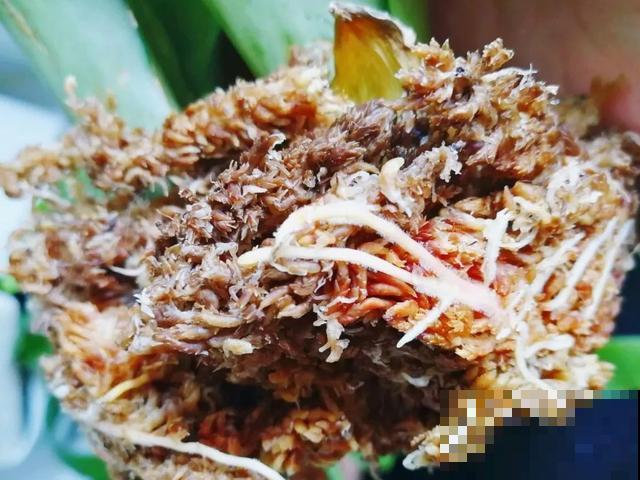 8种花换盆,换好了生一堆,换错立马死! 8种花换盆,换好了生一堆,换错立马死!