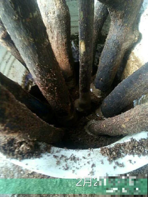 扦插有啥难？1根吸管，插活6盆花，太简单了！