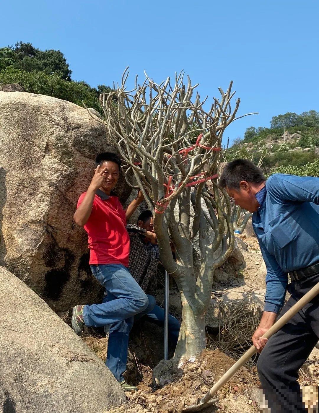 沙漠玫瑰太能长，足足100斤，1个人差点搬不动！