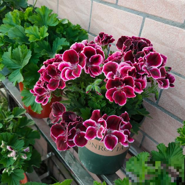 天竺葵最美的20个品种,不养一盆,对不起自己! 天竺葵最美的20个品种,不养一盆,对不起自己!